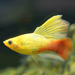 Variatus Platy