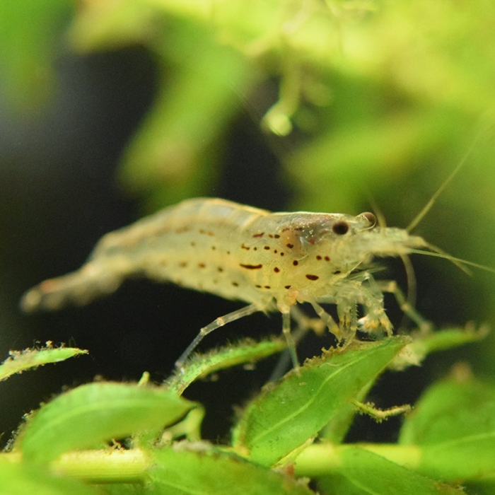 Japanese Amano Shrimp (Large)