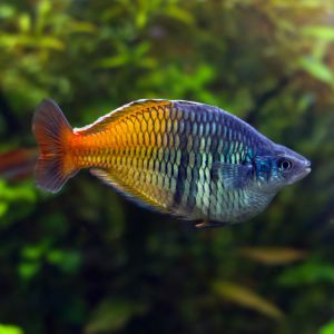 Rainbow Fish - Tropical Fish - Live Fish - In Store Only - Aquatics