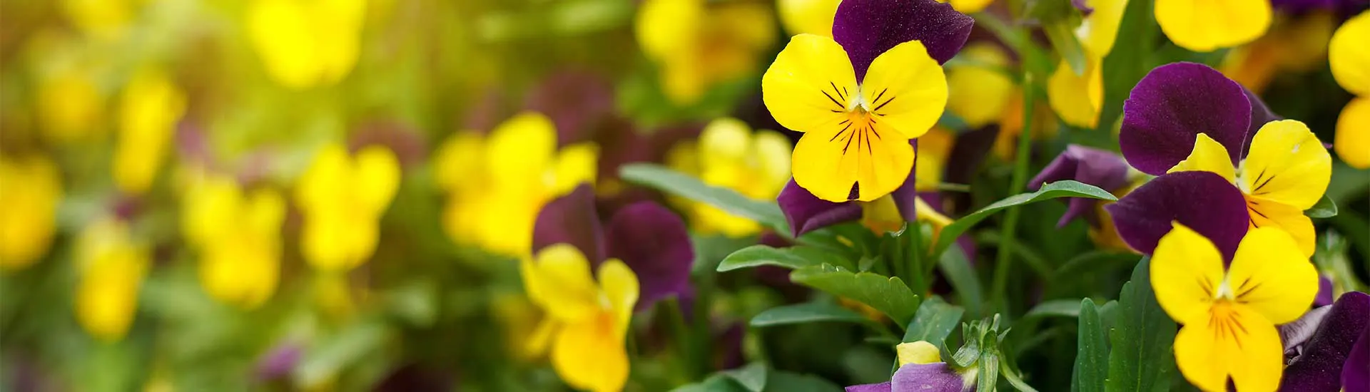 Autumn Bedding Plants