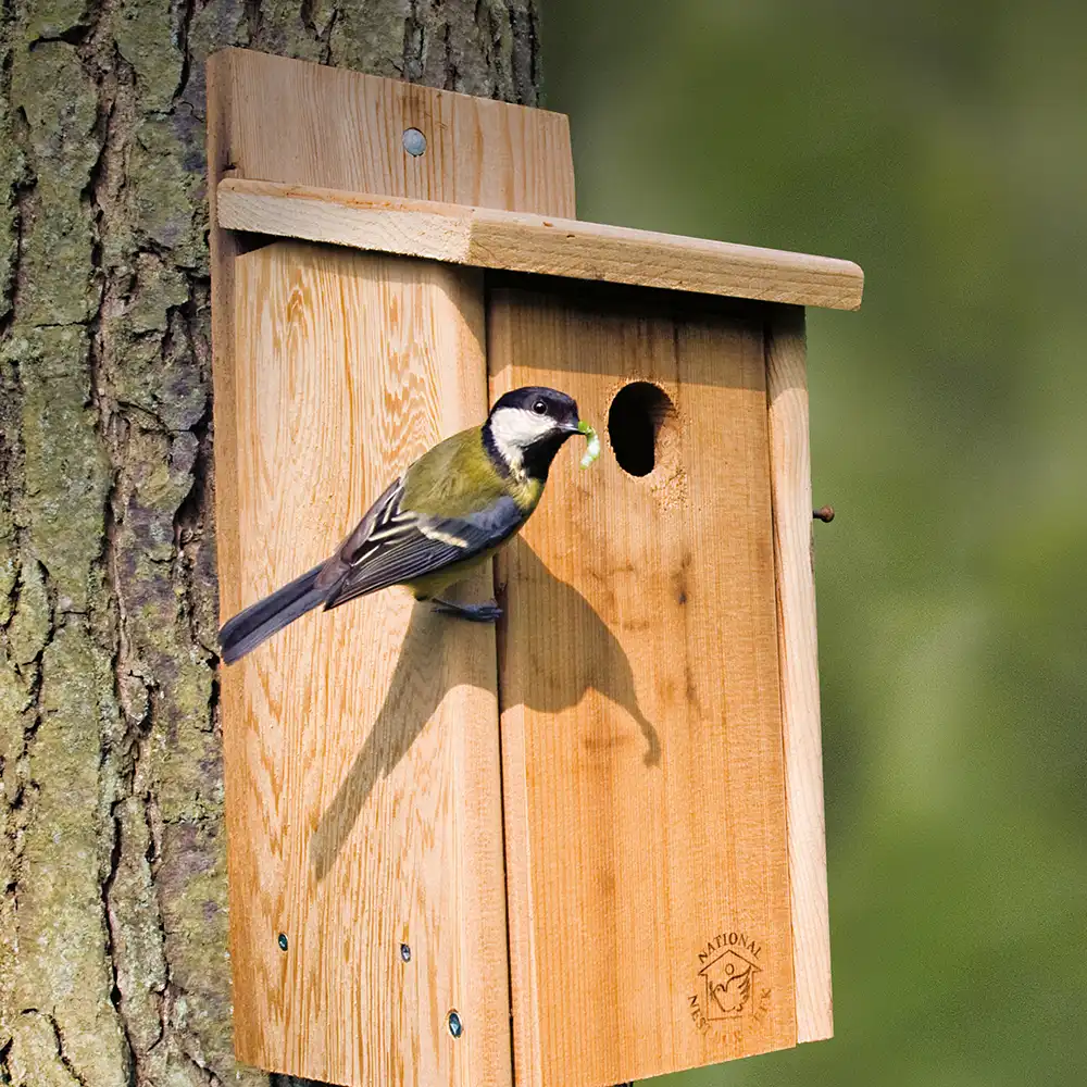 Spring Bird Perching on a nest box